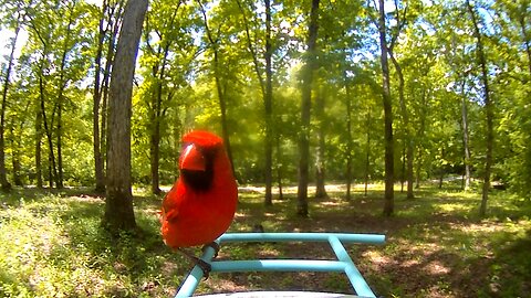 Bird Cam 051325