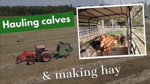 Hauling calves and making hay!