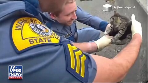 WATCHL Troopers rescue a kitten stranded on a major interstate after drivers report the tiny feline