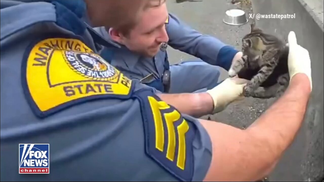 WATCHL Troopers rescue a kitten stranded on a major interstate after drivers report the tiny feline