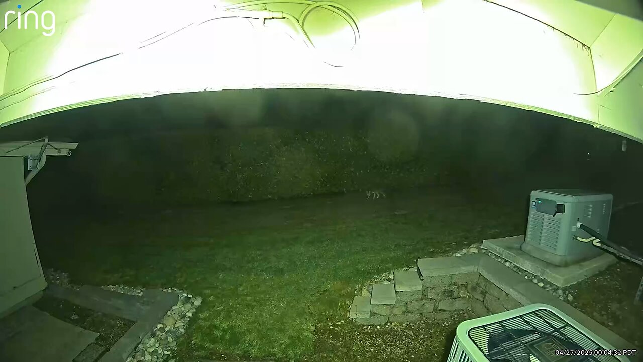 Cayote