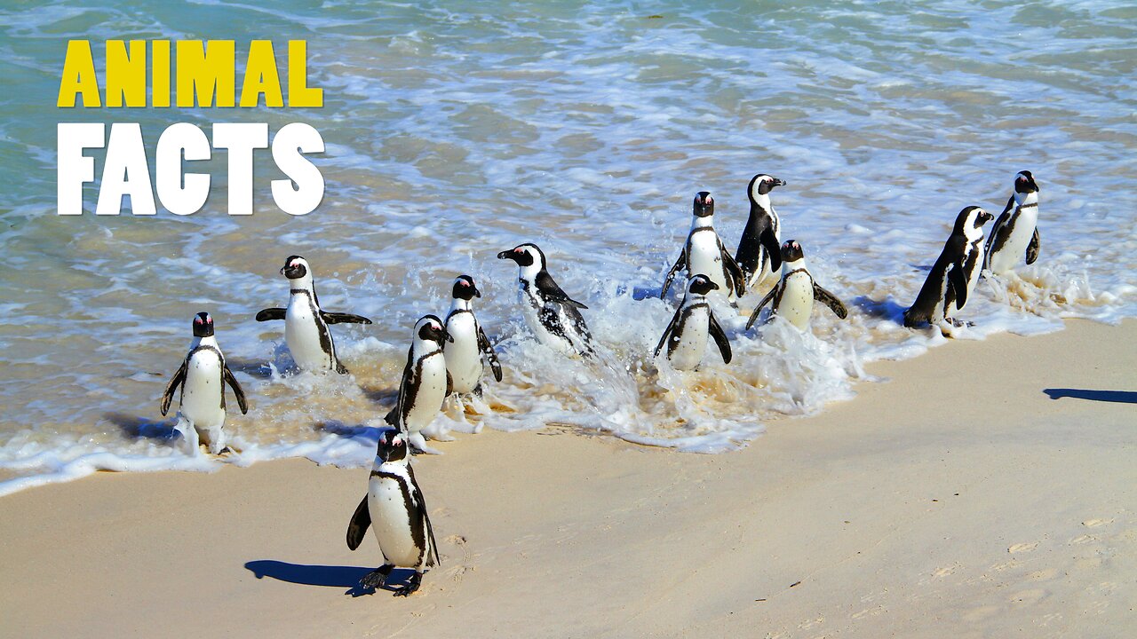 African Penguin | The only penguin in Africa