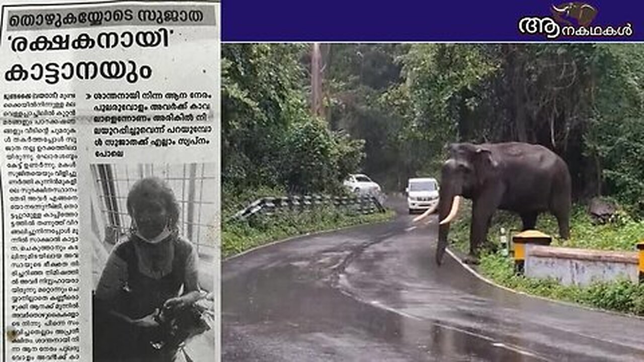 വൃദ്ധയായ അമ്മയും മകളും കാട്ടിൽ ചെന്ന് പെട്ടത് ഒറ്റയാന്റെ മുൻപിൽ _ Wild elephant help in wayanad