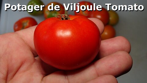 Potager de Viljoule Tomato PI 123437