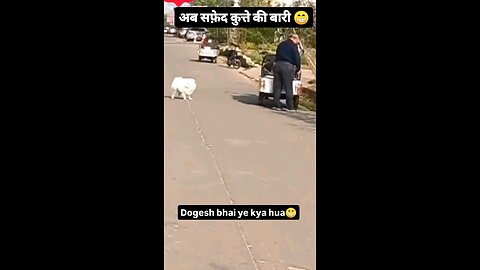 dog 🐕