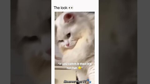 Funny animals 2024😂- Funniest Cats and Dogs Video😹🐶 #20