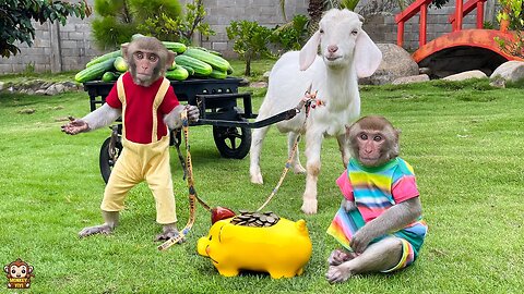 YiYi and YinYin takes the goats to harvest vegetables and goes market sell to feed the piggy bank