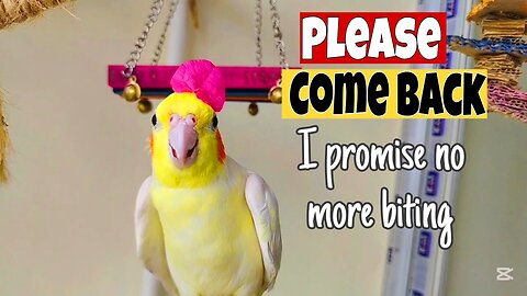 Dramatic Cockatiel Calling Me