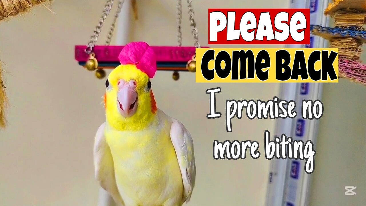 Dramatic Cockatiel Calling Me