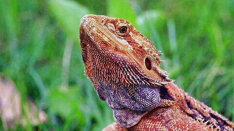 100 Reptiles