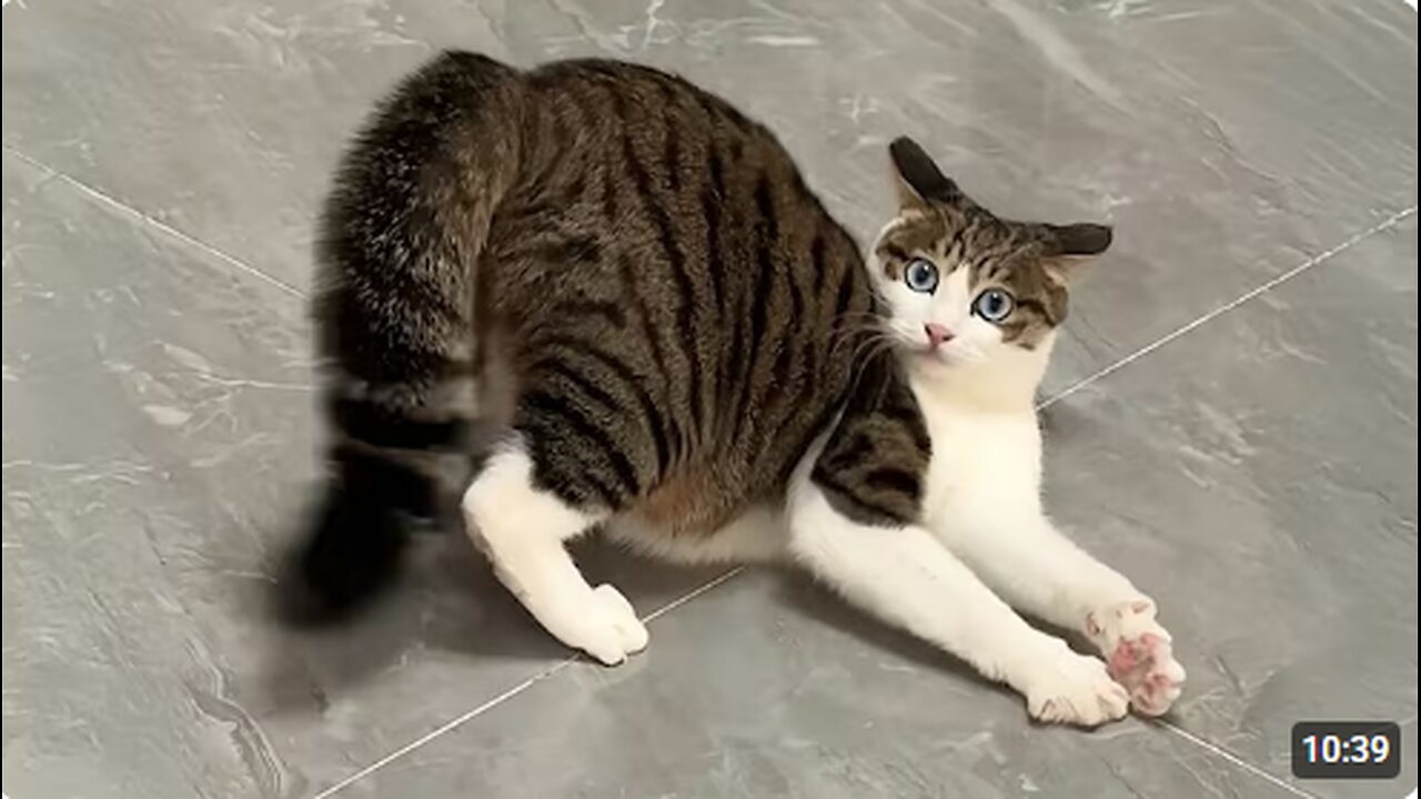 Cats So Overdramatic, They Deserve an Oscar! 😂 Funny CAT Videos 2025