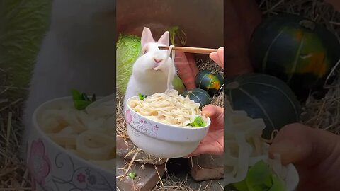 Little rabbit eats noodles and is cute Rabbit Golden Sun Original
