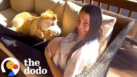 Dog Has The Sweetest Reaction When He Feels The Baby Kick | The Dodo