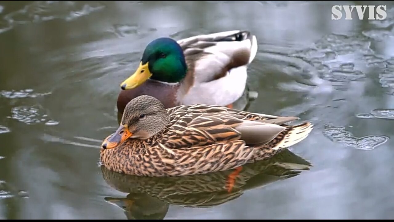 CLEANSING THE TEMPLE - DAILY DEVOTIONAL ❤️