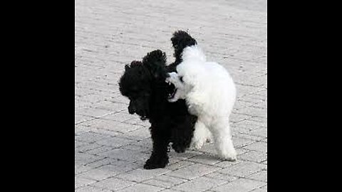 DOG ATTACK GONE WRONG! Owner Defends Pet – Turns Into Street Fight!