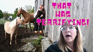 SOMETHING Really BAD Happened With The HORSEs!