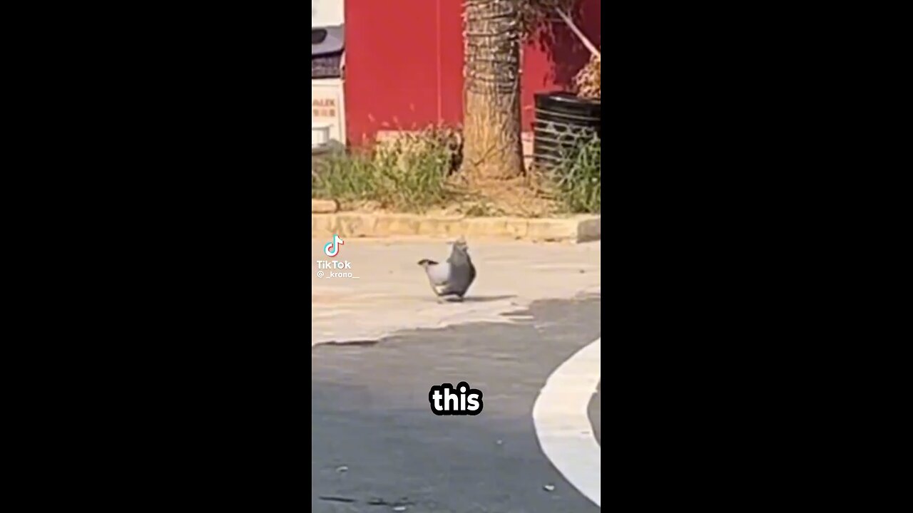 Chonker Pigeon
