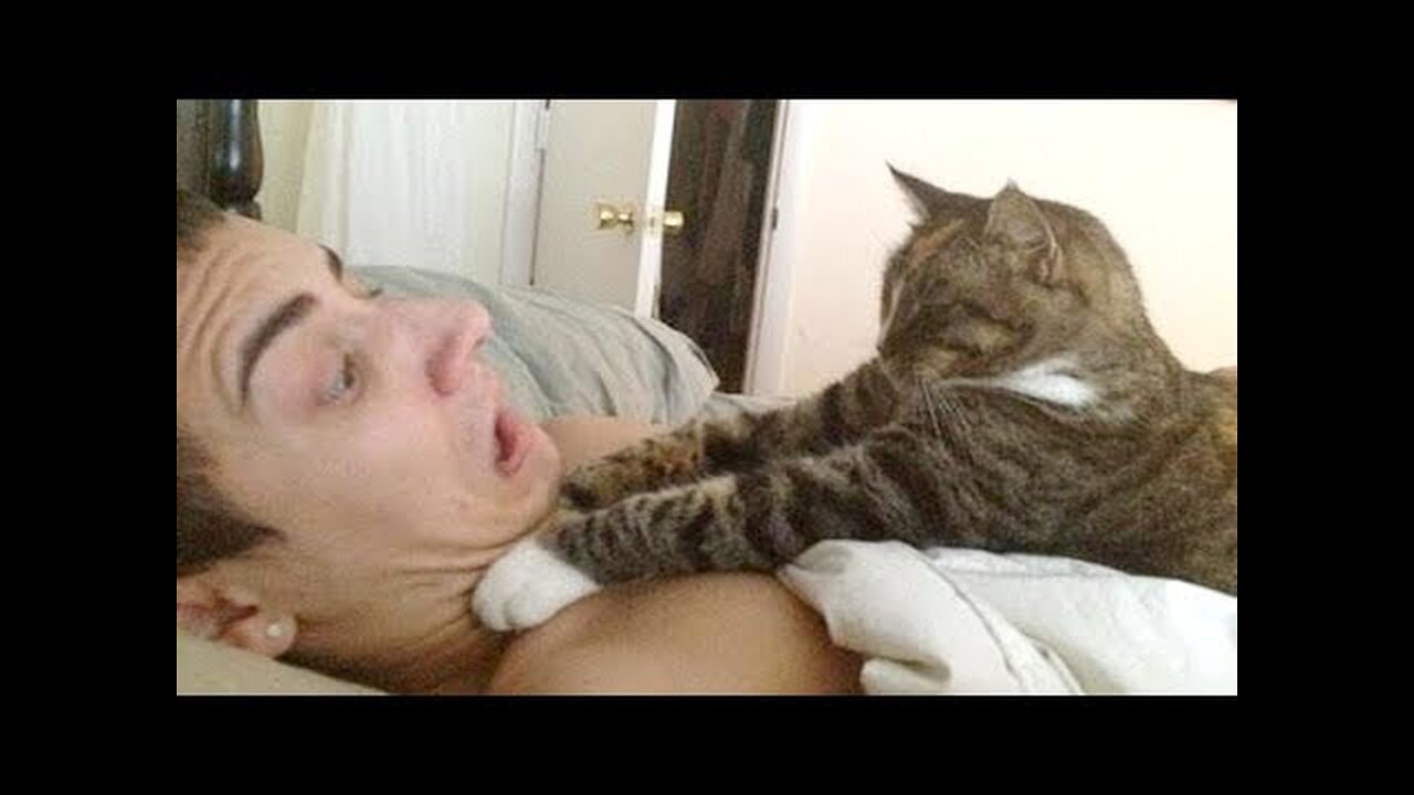 You simply CAN NOT WIN THIS TRY NOT TO LAUGH challenge - Funniest CAT videos