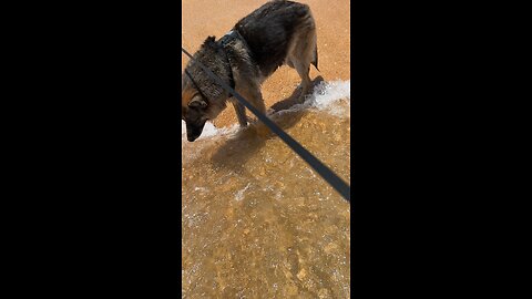 Dog day at the beach