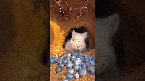 The little rabbit's eyes are like blueberries. Cute pet. Rabbit. Cute little pastoral pet.