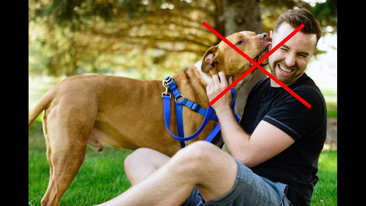 Adnkronos: Cani al posto dei figli
