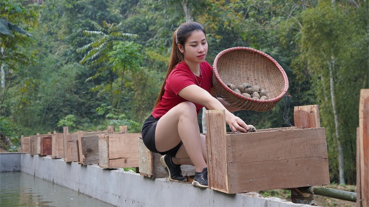 How To Grow Potatoes In Wooden Barrels, Living With Nature,