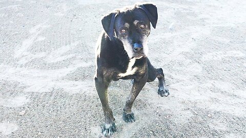 Watch 16-year-old dog rescued from the desert enjoy jerky treats.