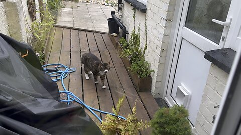 Summoning the cats for dinner