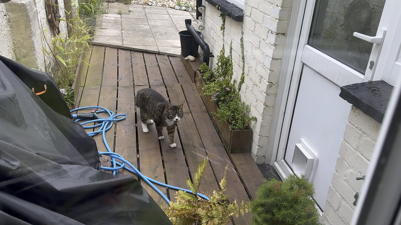 Summoning the cats for dinner