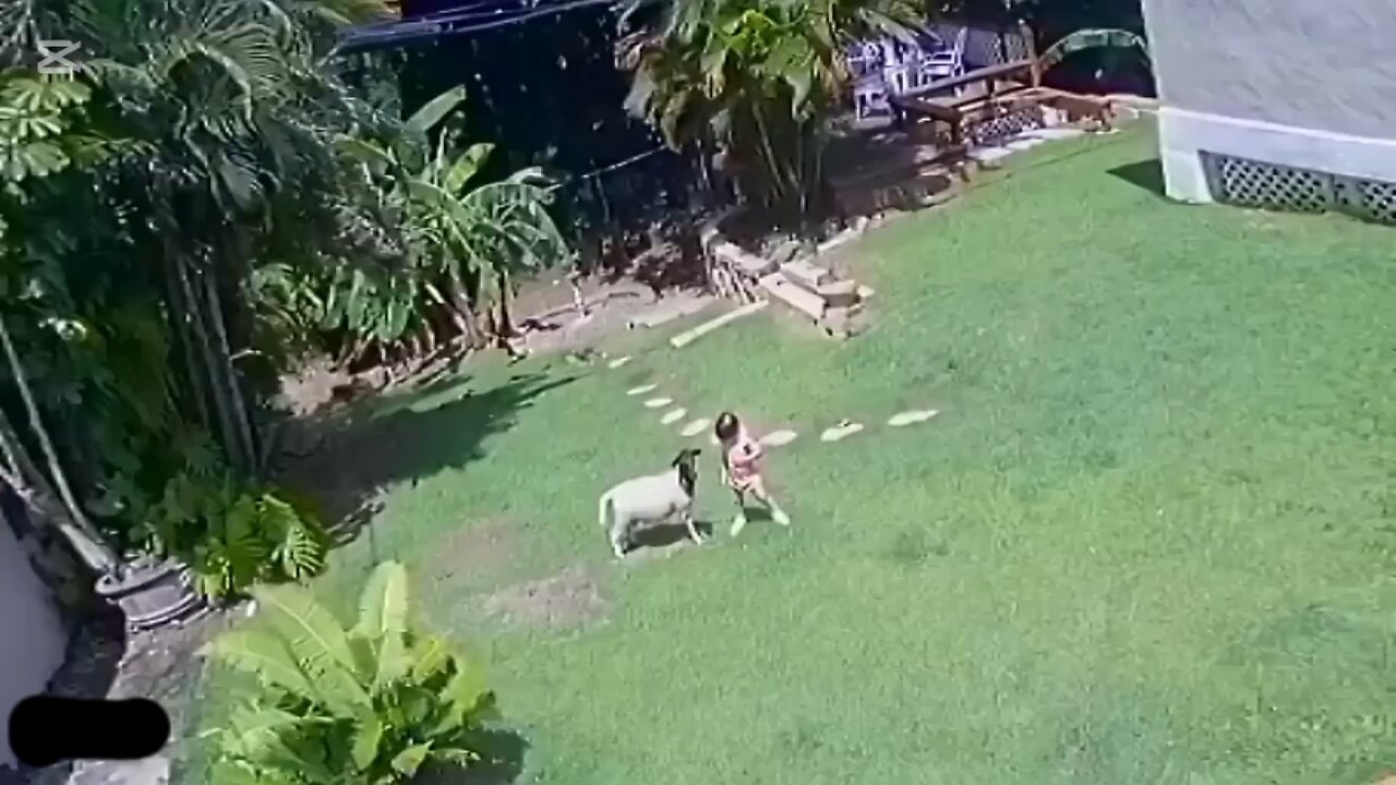 Hero Dog Saves Child from an Intruding Dog! 🐶🛡️👧