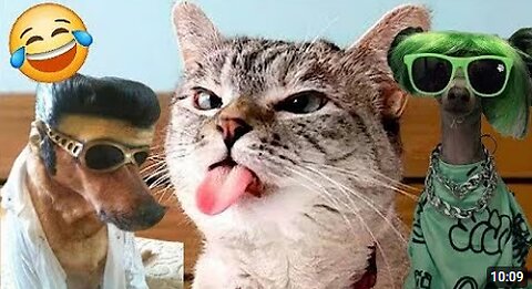 TRY NOT TO LAUGH 🤣. Funny and cute animal videos compilation