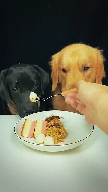 Funny Mealtime! Man Feeds Two Dogs with a Spoon – Must Watch!"