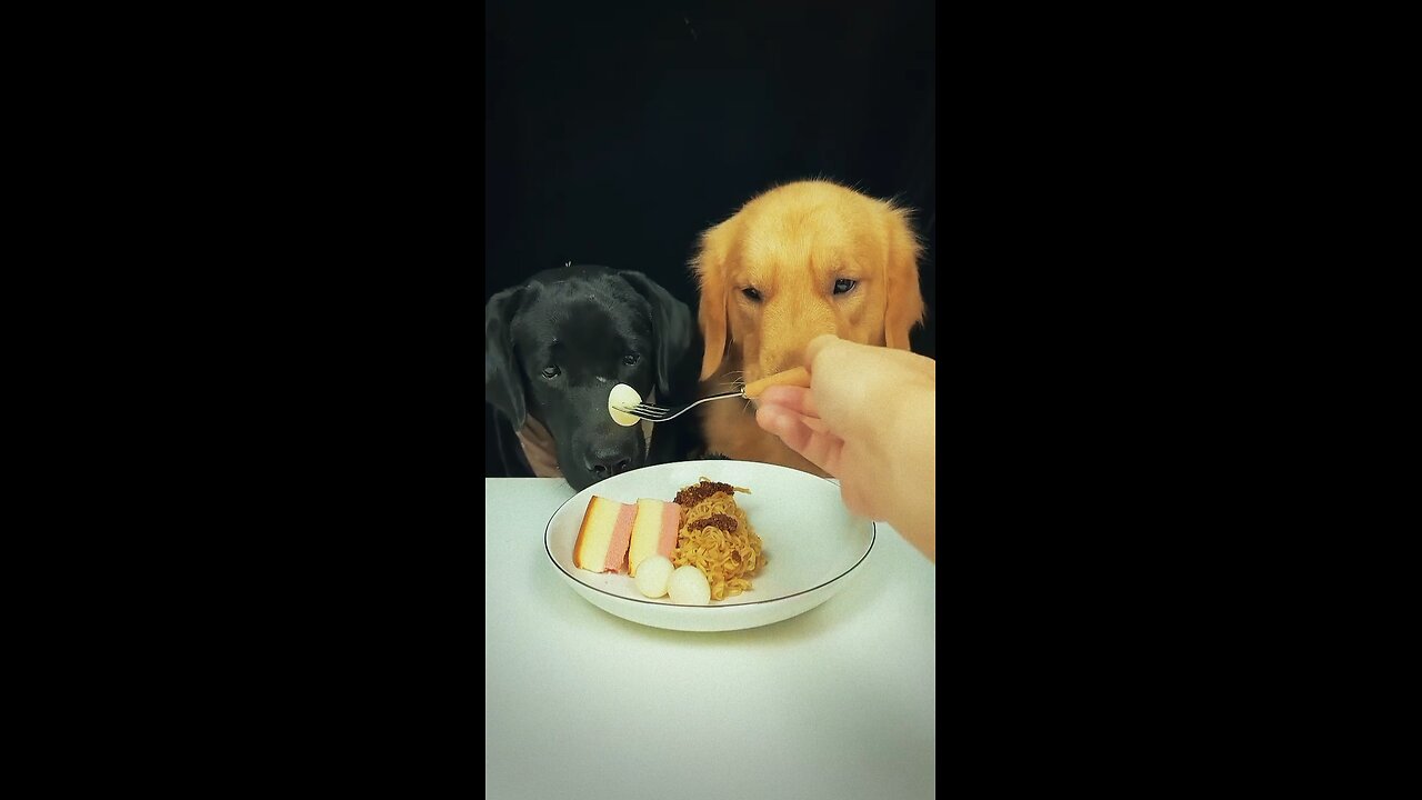 Funny Mealtime! Man Feeds Two Dogs with a Spoon – Must Watch!"