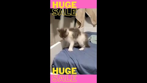 interested cats
