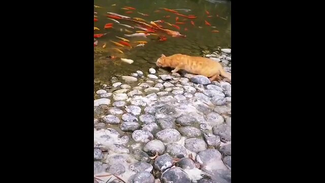Cat Catches Fish!"