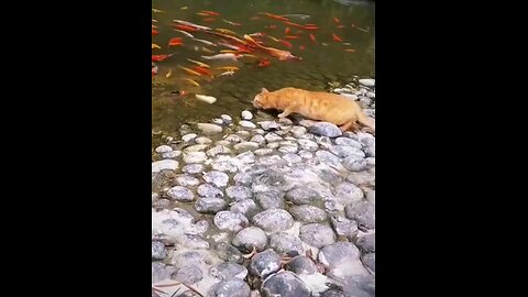 Cat Catches Fish!"