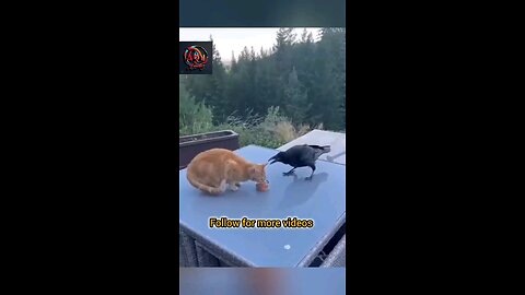 The Smart crow 🐦‍⬛🐦‍⬛