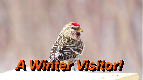 Secrets of the Common Redpoll – Habitat, Diet, and Behavior