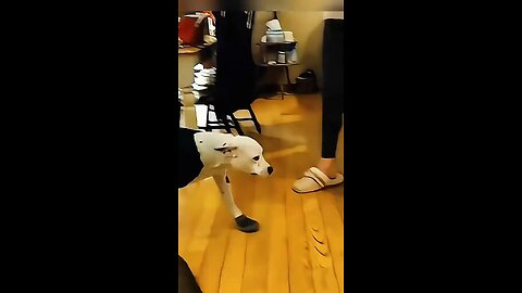 funny animal