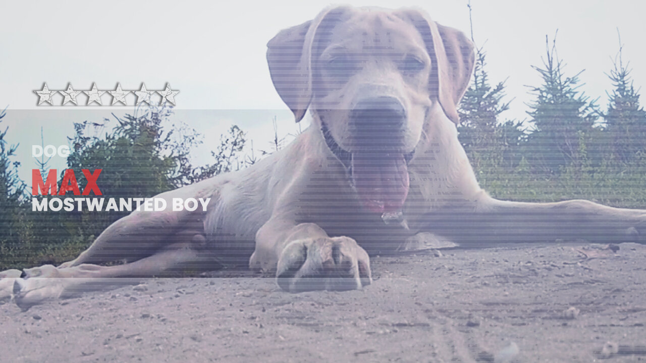 MostWantedBoy | Max #3
