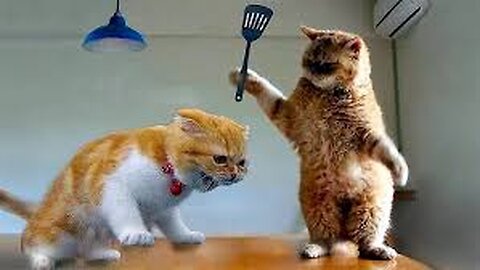 Best Cat Videos of the Decade 😂