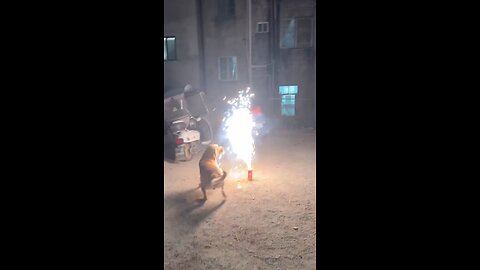 Dogs like fireworks too.