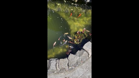 Feeding fish