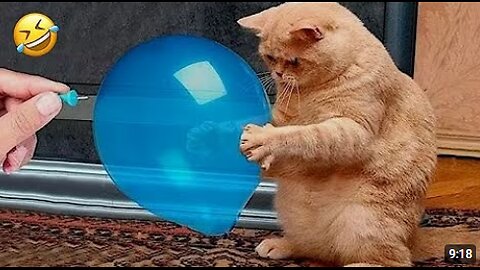 Are Cats NATURALLY Hilarious? 😂 Funny Cat videos 2025