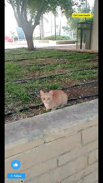 "🐾 If you’re a true cat lover in Saudi Arabia, you know the joy they bring to our homes! 🐱💖