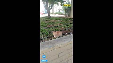 "🐾 If you’re a true cat lover in Saudi Arabia, you know the joy they bring to our homes! 🐱💖