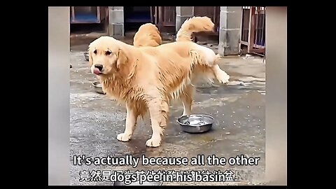 Dog basin OR urinal 😂