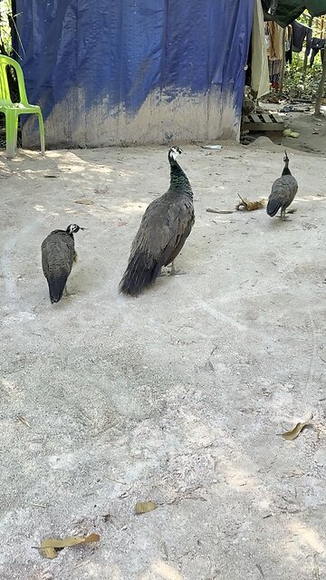 A peacock is walking its young.