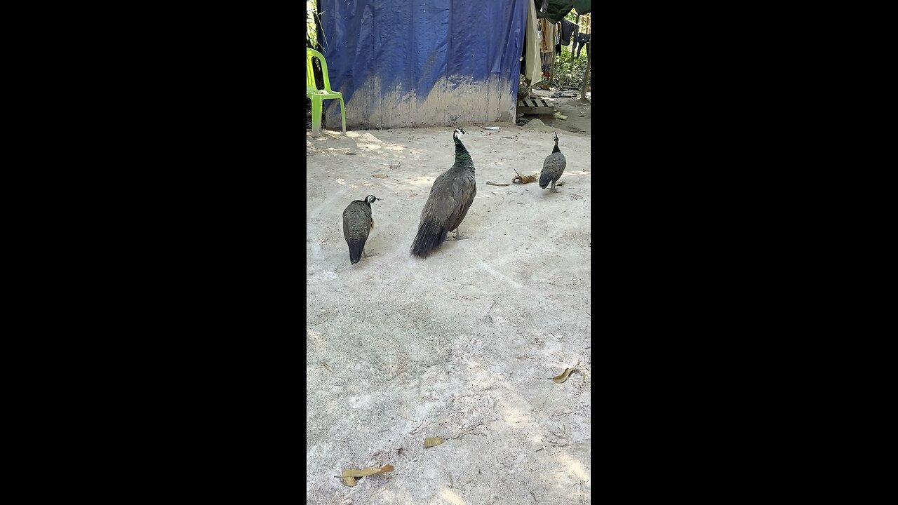 A peacock is walking its young.