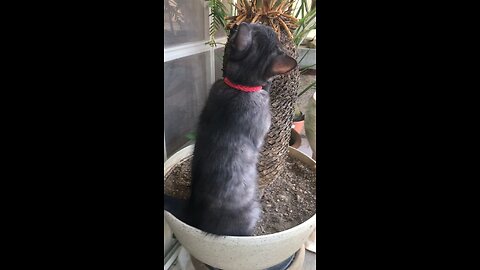 British Short Hair Smokey Cat Doing Her Thing